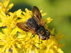 Ectophasia crassipennis