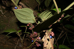 Miconia trichocalyx