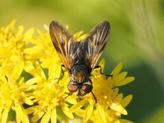Ectophasia crassipennis