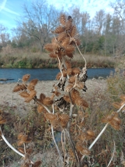 Xanthium strumarium canadense