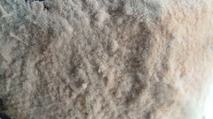 Fusarium