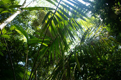 Prestoea