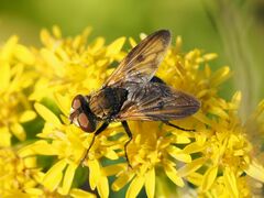 Ectophasia crassipennis
