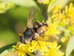 Tachina fera