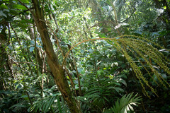Prestoea