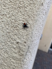 Phidippus