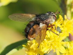 Tachina fera