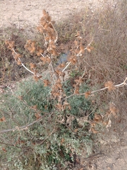 Xanthium strumarium canadense