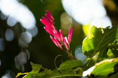 Acanthoideae