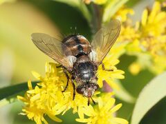 Tachina fera