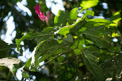 Acanthoideae