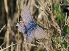 Polyommatus icarus