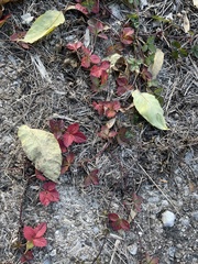 Fragaria