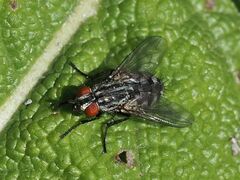 Sarcophagidae
