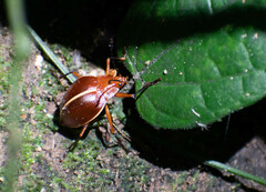 Ellipticus dorbignyi