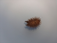 Xanthium strumarium canadense