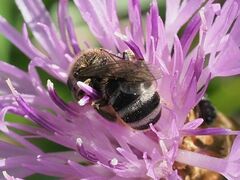 Leuchalictus