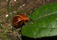 Ellipticus dorbignyi