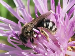 Leuchalictus