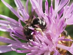 Leuchalictus