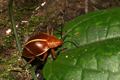 Ellipticus dorbignyi