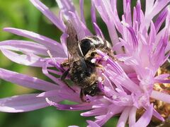 Leuchalictus