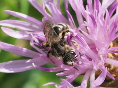 Leuchalictus