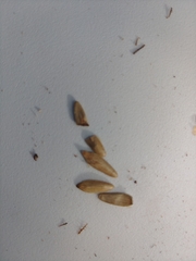 Xanthium strumarium canadense