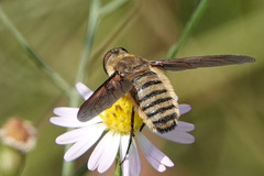 Poecilanthrax lucifer