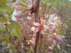 Brackenridgea arenaria