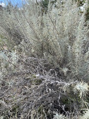 Artemisia filifolia
