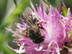 Leuchalictus