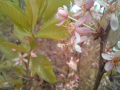 Brackenridgea arenaria