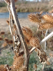 Xanthium strumarium canadense