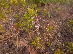 Brackenridgea arenaria