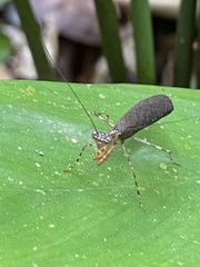 Bantiinae