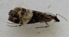 Scoparia minusculalis