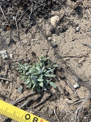 Pseudognaphalium stramineum