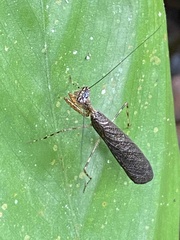 Bantiinae