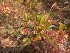 Brackenridgea arenaria