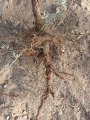 Xanthium strumarium canadense