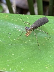 Bantiinae