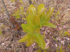 Brackenridgea arenaria