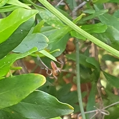 Oxyopes gracilipes