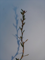 Polygonum aviculare