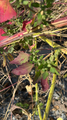 Chenopodium album