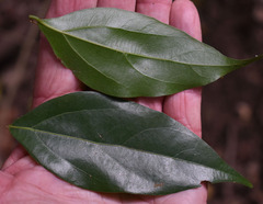 Cryptocarya triplinervis riparia