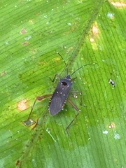 Leptoscelis elongator