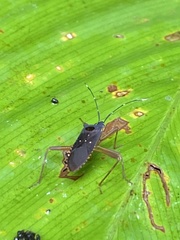 Leptoscelis elongator