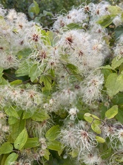 Clematis